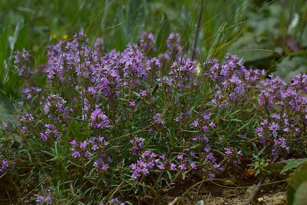 春のステップで開花期のタイムブッシュ — ストック写真