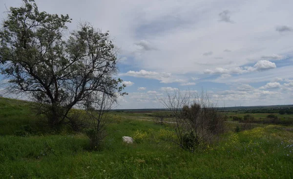 Baharın sonlarında çiçek açan bozkır Tavşan ağacı ve alçı taşı.