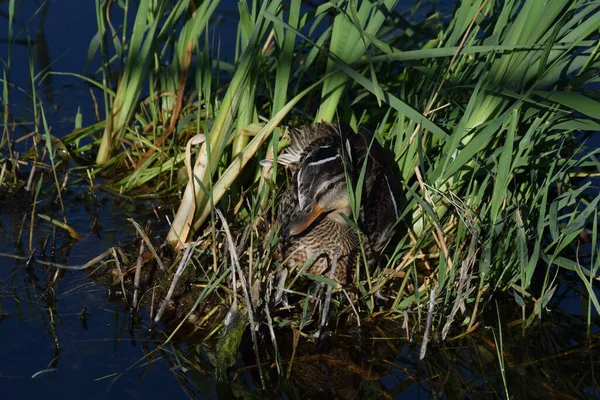 Canard Colvert Femelle Assise Sur Nid — Photo