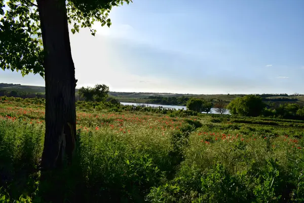 Пейзаж Полем Цветущих Красных Маков — стоковое фото