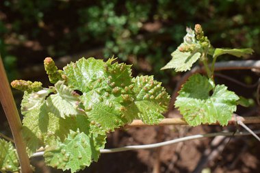 Bir örümcek maytı tarafından hasara uğrayan üzüm yaprağı, yakın plan..