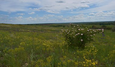Ön planda güllük gülistanlık bir çalı olan bozkır..