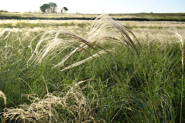 Flowering Steppe Extensive Participants Overgrown Carpet — Stock Photo, Image