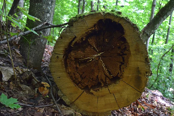 Zagen Van Een Oude Boom Met Een Beschadigd Binnenste Deel — Stockfoto