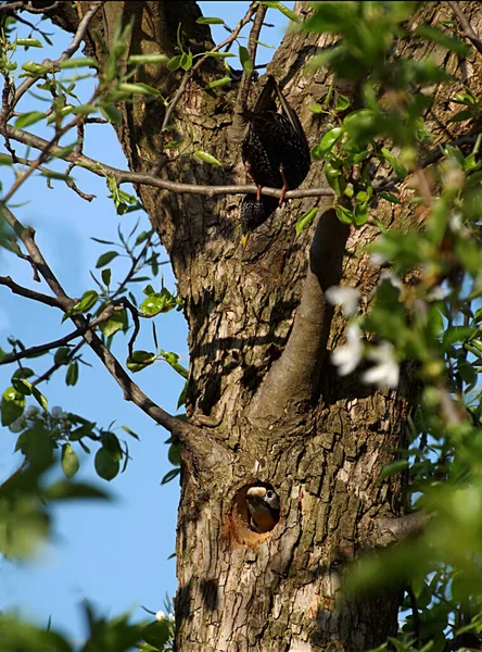 Spreeuw Vloog Zoek Naar Een Geschikte Plek Voor Een Nest — Stockfoto