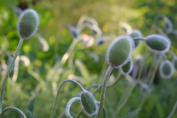 Beaucoup Bourgeons Pavot Gros Plan Soleil — Photo