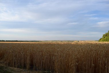 Bir tarlaya yakın turuncu safran çiçekler..