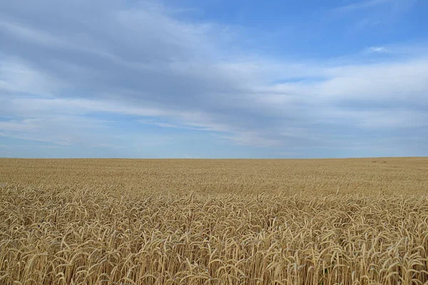 Landscape Field Ripe Wheat Blue Sky Clouds — Stock Photo, Image