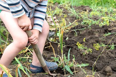 Çocuk sarımsak temizlemeye yardım ediyor. Yetişkinlerin ve çocukların ortak çalışması.