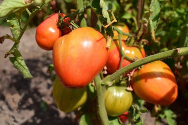Bahçede olgunlaşan domatesler. Yaklaş..