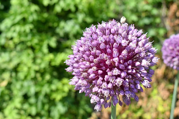 Fleur Forme Boule Rockambol Gros Plan — Photo