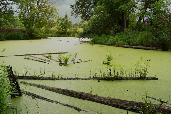 Wetland Covered Duckweed Old Fallen Tree Trunks Which Plants Began — Stock Photo, Image