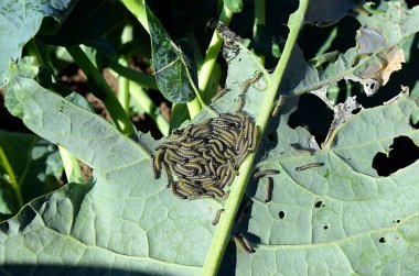 Lahana yaprağında kelebek tırtılları..