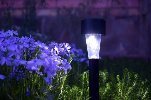 Lampa Zasilana Energią Słoneczną Oświetla Kwiaty Ogrodzie Nocą — Zdjęcie stockowe