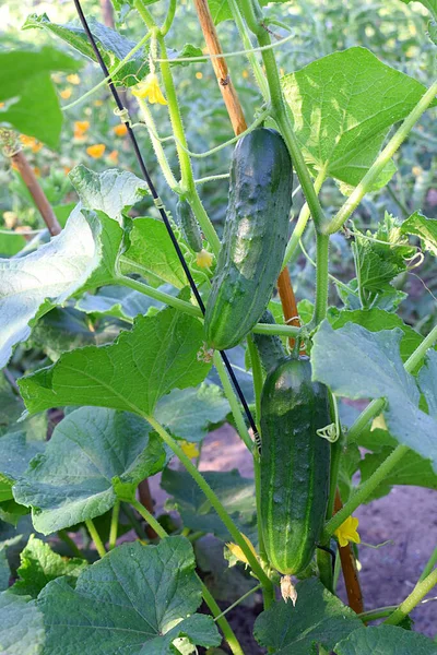 Bahçedeki Yeşil Salatalıklar Yakın Plan Çekimde — Stok fotoğraf
