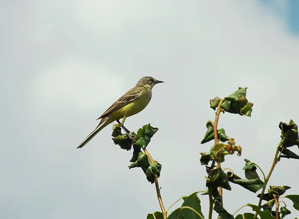 Queue Aigle Jaune Motacilla Flava Thunbergi Sur Une Branche Arbre — Photo