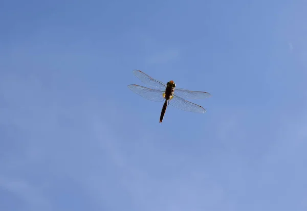 Libelle Flug Gegen Den Blauen Himmel Und Fliegt Über Den — Stockfoto