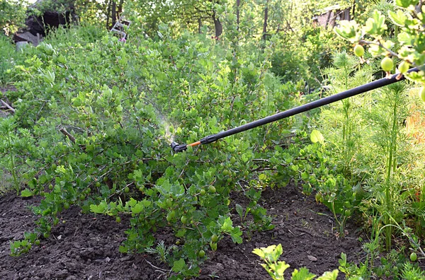 Spruzzare Arbusti Uva Spina Con Fungicida Primavera Contro Malattie Fungine — Foto Stock