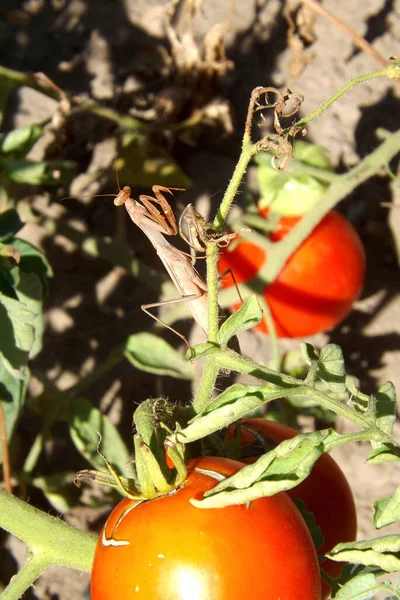 Kahverengi Peygamber Devesi Domatesin Gövdesinde Sürünüyor — Stok fotoğraf