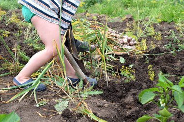 Çocuk sarımsak temizlemeye yardım ediyor. Yetişkinlerin ve çocukların ortak çalışması.