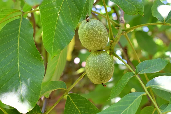 Mladé Ořechové Ovoce Stromě Detailní — Stock fotografie