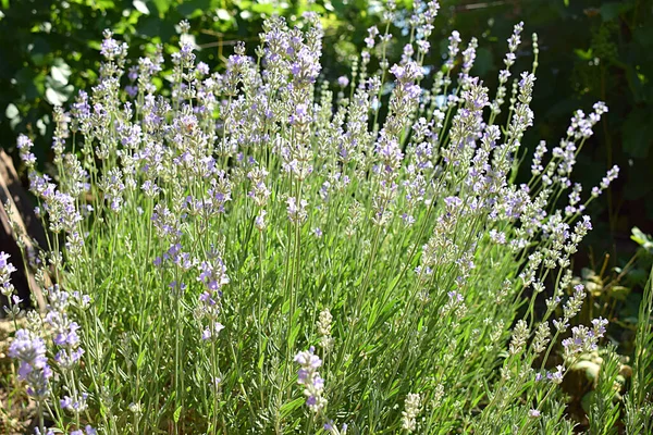 Lavande Bush Fleurissant Sur Fond Vert — Photo