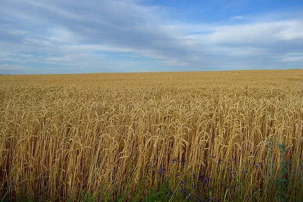 Landscape Field Ripe Wheat Blue Sky Clouds — Stock Photo, Image