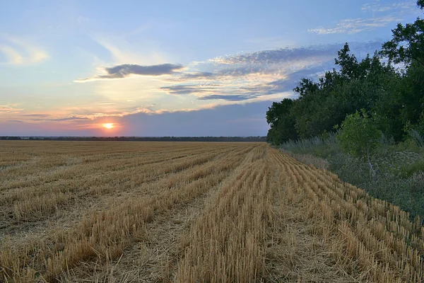Stubble Field Landscape Dry Straw Sunset — Stock Photo, Image