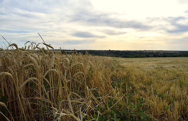 Der Rand Des Feldes Des Reifen Weizens Bei Sonnenuntergang Spitzen — Stockfoto