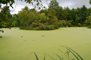Nehrin yaşlı kadını bulutlu bir günde ördek otuyla kaplanmış..