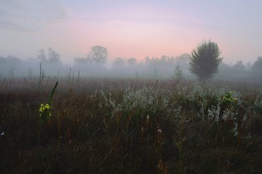 Çiçekli bir çayırda şafak, ufukta orman.