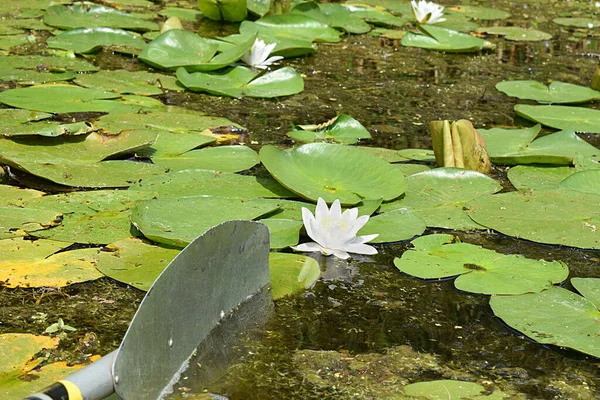 Båten Dammen Med Näckrosor Solig Dag Sommaren — Stockfoto