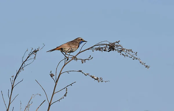 Bluethroat Сидит Стебле Сухой Травы Против Голубого Неба — стоковое фото