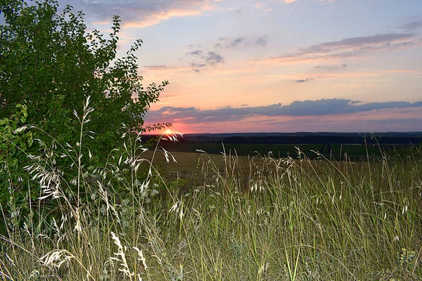 Beautiful Sunset Fields Grass Tree Foreground — Stock Photo, Image