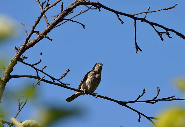Vogel Eurasischer Ringelschwanz Auf Einem Ast Hautnah Gegen Den Himmel — Stockfoto