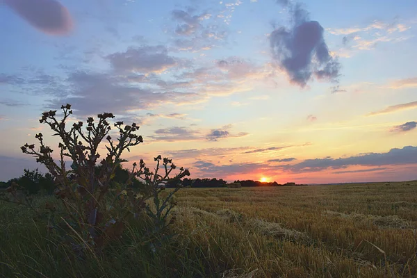 Schöner Sonnenuntergang Über Geerntetem Weizen Distel Nicht Vordergrund — Stockfoto