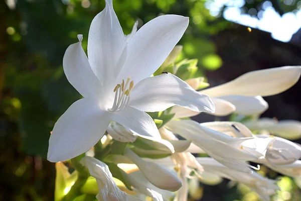 Des Hôtes Fleurs Blanches Dans Jardin Close — Photo