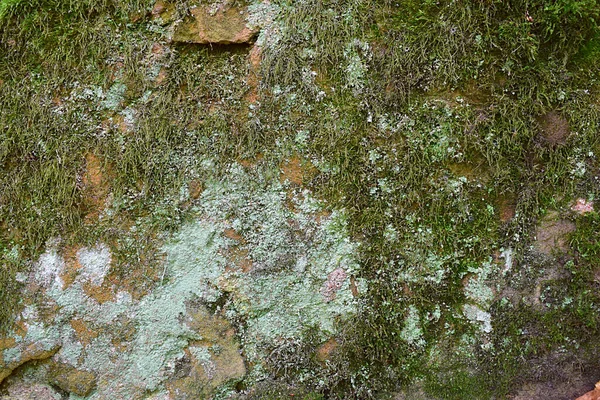 Moss Líquenes Sobre Una Piedra Plana Contexto —  Fotos de Stock