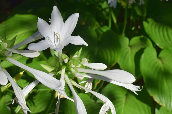 Fleurs Blanches Hôtes Sur Fond Feuilles Vertes Gros Plan — Photo