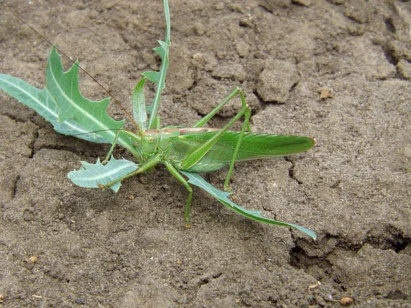 Sauterelle Verte Mange Plante Sur Une Terre Fissurée Vide — Photo