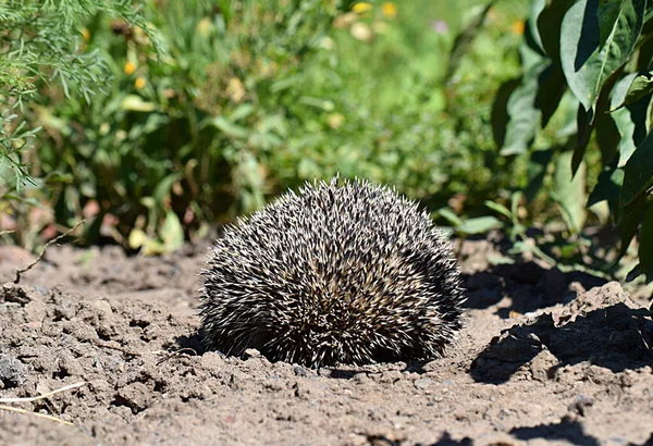 A wild hedgehog in the garden curled up into a ball.