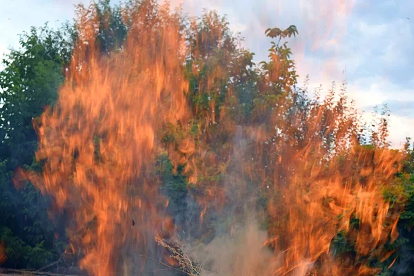 Hautes Flammes Sur Fond Des Arbres Verts Ciel — Photo