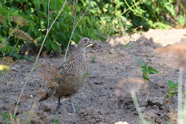 Femelle Faisan Commun Phasianus Kolchikus Plan Rapproché — Photo