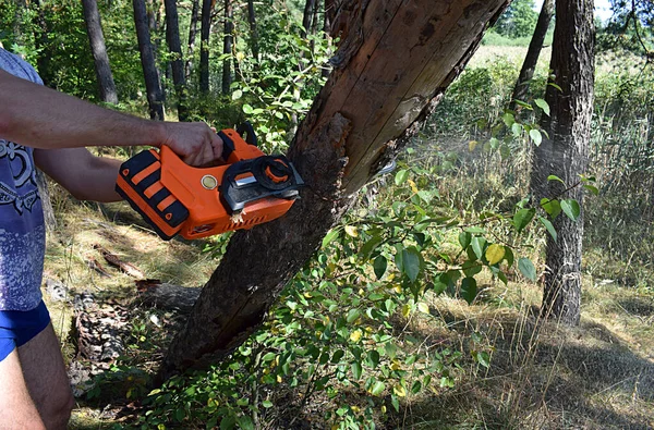 Чоловік Розрізає Мертве Дерево Лісі Електричною Пилкою Батареєю — стокове фото