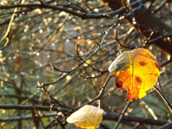 Últimas Hojas Amarillas Ramas Árbol Después Una Lluvia Iluminadas Por — Foto de Stock