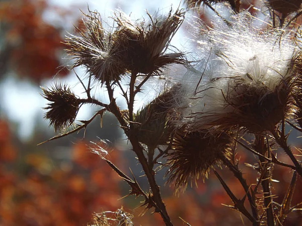 Dornige Distel Mit Reifen Samen Vor Dem Hintergrund Der Geröteten — Stockfoto