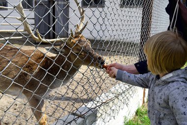 Hayvanat bahçesindeki bir kız geyik havucu besler..