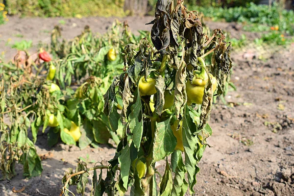 Pepper Plant Damaged Morning Frost — Stock Photo, Image