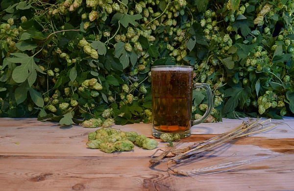 Bier Glaskrug Gerstenspitzen Und Hopfenfrüchte Auf Einem Holztisch Vor Hopfenhintergrund — Stockfoto