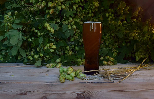 Beer Glass Spikelets Barley Fruits Hops Wooden Table Background Hops — Stock Photo, Image